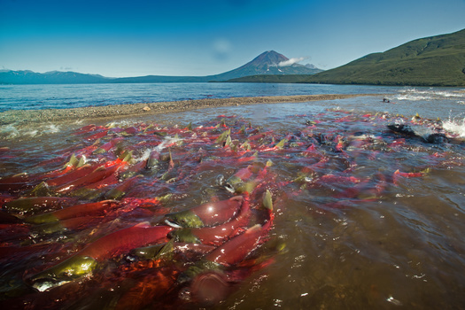 An ocean pattern known as La Nia is providing colder waters for salmon in the Pacific Ocean. (Naturecolors/Adobe Stock)