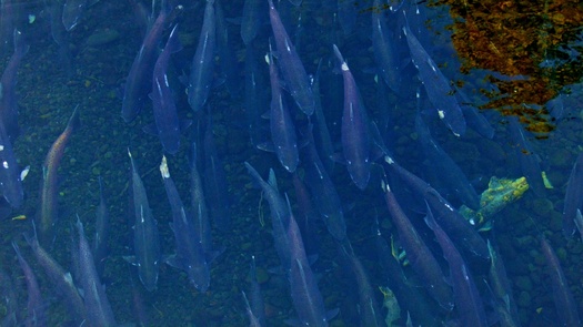 Salmon numbers in the Pacific Northwest could improve due to colder ocean temperatures. (Tyler Hulett/Adobe Stock)