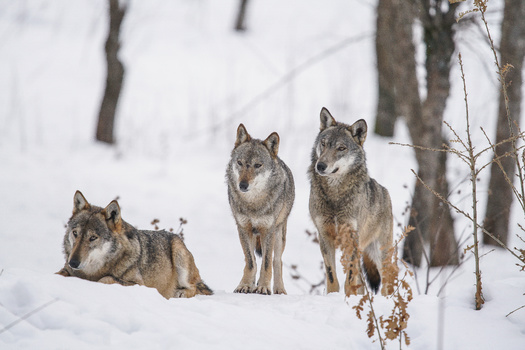Fifteen of the 20 wolves killed from Yellowstone National Park were shot after roaming into Montana. (alex/Adobe Stock)