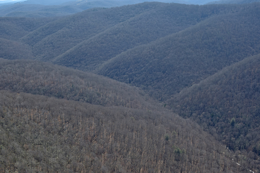 The Long Run watershed, located in the Greenbrier Southeast Project area, supports native brook trout and drains into waters that are home to the endangered candy darter fish. (Allegheny-Blue Ridge Alliance)