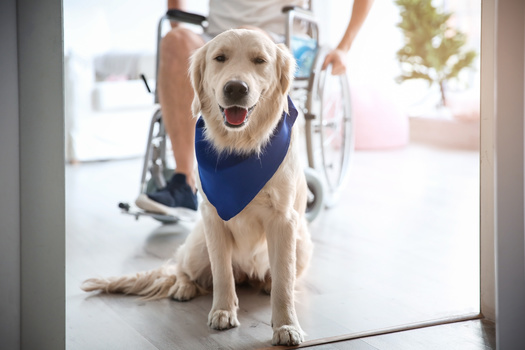 In Montana, a service animal is a dog or miniature horse trained to provide assistance to an individual with a disability. (Africa Studio/Adobe Stock)