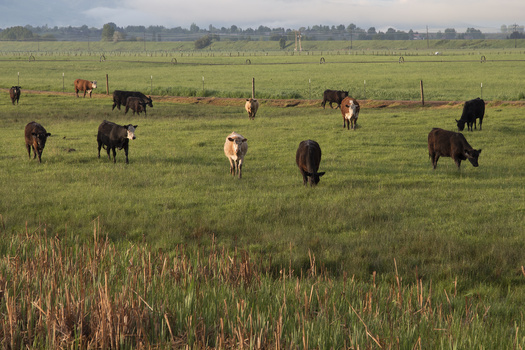 Montana groups are among those who signed onto a letter urging Congress to pass mandatory country-of-origin labeling. (Tsado/Adobe Stock)