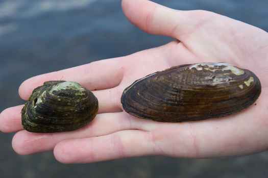 Brook floater mussels are one of New Hampshire's known endangered invertebrate species. (U.S. Fish and Wildlife Service)
