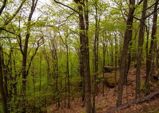 The rural and forested Pennsylvania Wilds are home to lots of wildlife species, including elk, white-tailed deer, bobcat and black bear. (Adobe Stock)