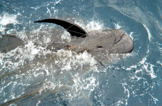 A short-finned pilot whale is entangled in a drift gillnet. (NOAA, courtesy of Oceana)