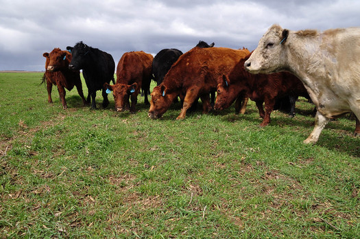 Grazing cattle on cover crops can help increase organic matter in soil. (Conservation Media Library/Flickr)