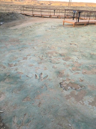 The Mill Creek Dinosaur Tracksite features more than 200 dinosaur tracks preserved in sedimentary rock, representing 10 distinct species of dinosaur. (Center for Biological Diversity)