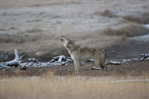 A 2021 Idaho law allows for killing up to 90% of the state's wolf population. (Dennis Donohue/Adobe Stock)