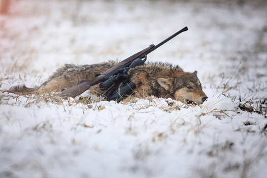 Wolves have not been protected by the federal Endangered Species Act since 2011, when Congress carved out an exemption for the wolf populations of Montana and Idaho. (Adobe Stock)