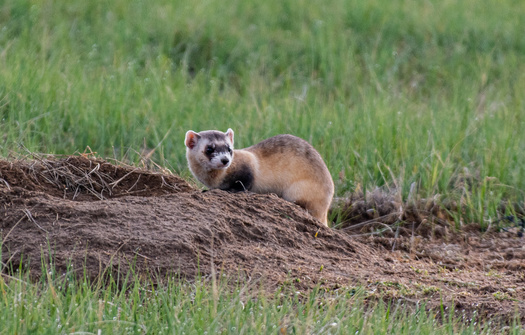Giving Tribes More Support to Maintain Wildlife Habitat