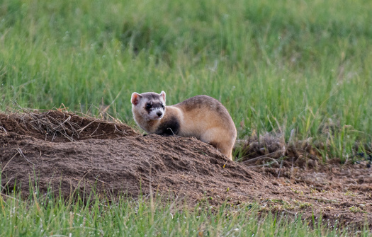 In states like South Dakota, Native American tribes have been trying to restore populations of endangered species like the black-footed ferret. (Adobe Stock)