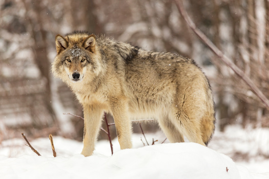 Gray wolves were removed from the federal endangered species list last January, following an order from former President Donald Trump issued in October 2020. (Adobe Stock)