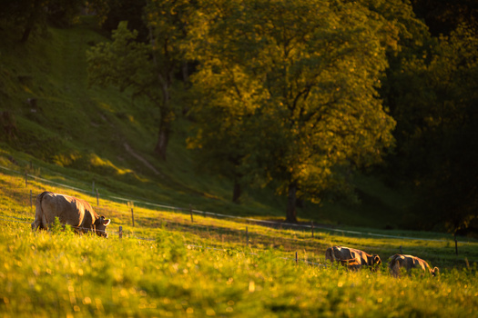 One-third of Chesapeake Bay's watershed is dedicated to farming, which is why reducing agricultural runoff is such a big part of cleaning up the watershed. (Adobe Stock)