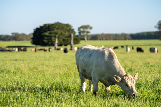 Maryland is a leader in the regenerative farming push through its Million Acre Challenge, a goal to convert half of Maryland's agricultural land to healthy soil by 2030. (Adobe Stock)