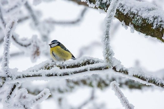 Winter Storm Uri in Texas, on this date last year, caused the largest energy infrastructure failure in the state's history. (NickyPe/Pixabay)