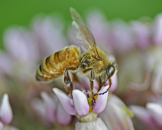 Multiple studies have cited exposure to radiofrequency radiation from cell towers as a factor in the collapse of bee colonies in recent years. (Acrylic Artist/Morguefile)