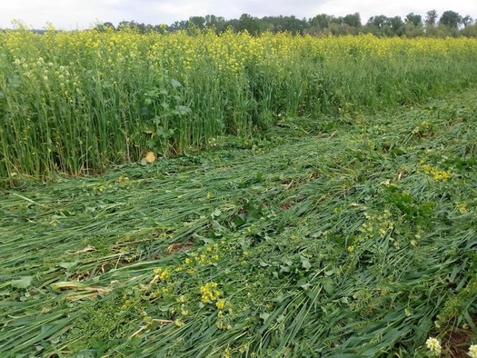 Cover cropping offers many benefits in dryland farming in eastern and central Texas. (agrilife.org)