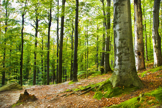 According to the Climate Forests campaign, intact old-growth forests can help regulate water flow across land surface and stabilize water table levels by affecting soil permeability. (Adobe Stock)