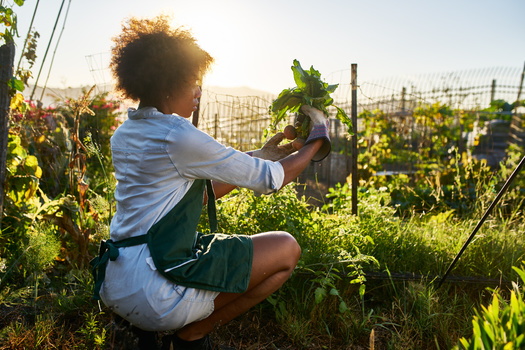 According to the Institute for Housing Studies at DePaul University, there are nearly 32,000 abandoned lots in Chicago, some of which are finding new life as community gardens. (Adobe Stock)