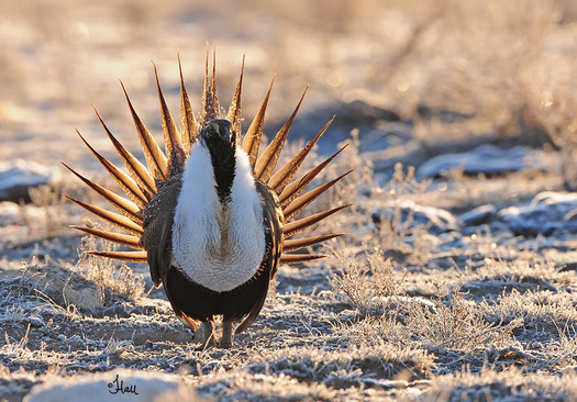 The sage grouse is considered a sentinel species, whose health status reflects the state of the entire Western desert ecosystem known as the 