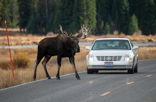 It's estimated that motorist/wildlife collisions result in more than 200 human deaths and 26,000 injuries annually in the U.S. (Eric Kilby/Flickr)