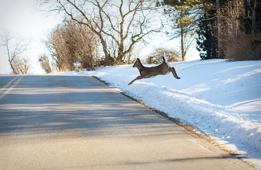 Each year, nearly 14,000 wildlife-vehicle collisions are reported on Colorado roads and highways. (Adobe Stock)