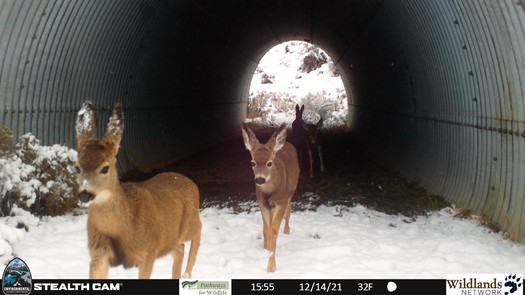 A wildlife camera at a culvert underneath U.S. Highway 395 collects data on deer migration. (Pathways for Wildlife)