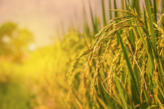 The report notes that the average green-jobs salary in Arkansas is more than $61,466. (Adobe Stock)