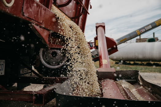 The Midwest GRIT program is a joint project between the Wisconsin-based Michael Fields Agricultural Institute and the Artisan Grain Collaborative, which aims to diversify the Midwestern grainshed. (Michael Fields Agricultural Institute)