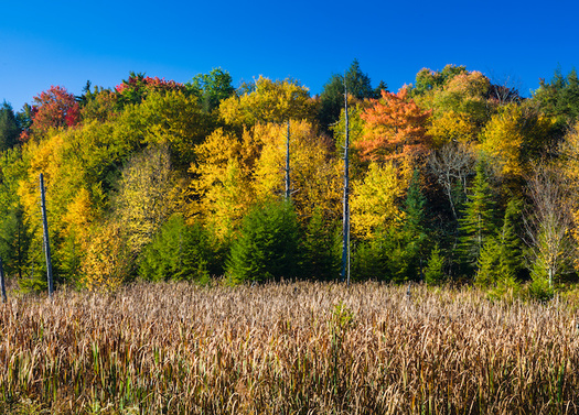 Canaan Valley State Park in West Virginia is one of a handful of state parks already open to private leasing for development. (Adobe Stock)
