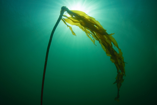 Kelp abundance has dropped by 80% from its peak in Puget Sound. (Gina Lusardi/Adobe Stock)