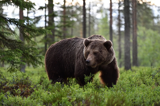 In 2021, three endangered grizzly bears were killed through the USDA's Wildlife Services program. Of more than 400,000 wild animals killed, at least 2,700 were killed unintentionally. (Adobe Stock)