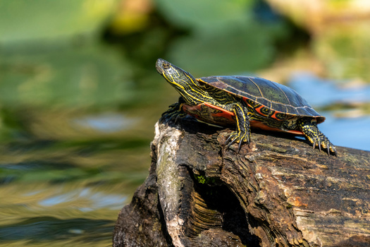 Communities and agriculture are encroaching on the habitat of western painted turtles in Oregon. (Danita Delimont/Adobe Stock)
