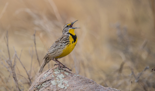North Dakota's state bird, the western meadowlark, has seen population declines. But supporters of a bill moving through Congress say it would be the biggest wildlife protection legislation since the Endangered Species Act. (Adobe Stock)