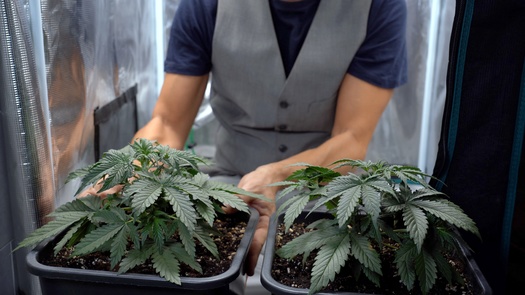 If the constitutional amendment to legalize adult-use cannabis passes, those age 21 and older in Maryland will be allowed to cultivate up to two plants for personal use. (andrea/Adobe Stock)