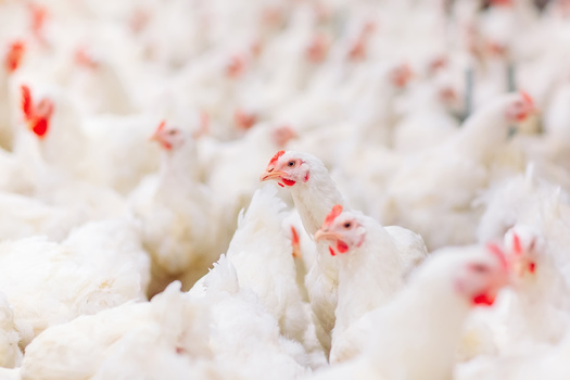 The latest bird flu outbreak in the United States has forced farmers to kill several million chickens across the country. (Adobe Stock)