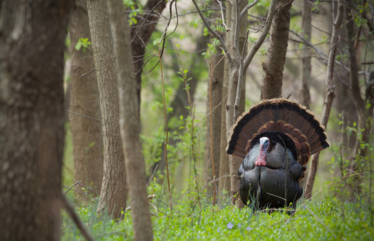 Across the country, the wild turkey has lost more than 18.8 million acres of habitat within its range, according to a new National Wildlife Federation analysis. That's more than any other bird species besides the mourning dove. (Adobe Stock)