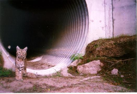 A bobcat uses a culvert to travel underneath a highway. (National Park Service)