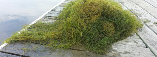 Last year, the Minnesota Legislature approved a one-time increase in grant funding to manage nuisance  aquatic plants, but lake associations and other stakeholders hope for more support in the future. (LSRCA)