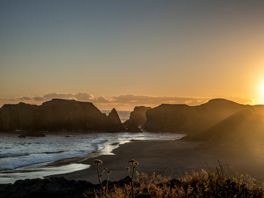 Seals bring their pups to Coquille Point in Oregon and nurse them on the shore. (David/Adobe Stock)