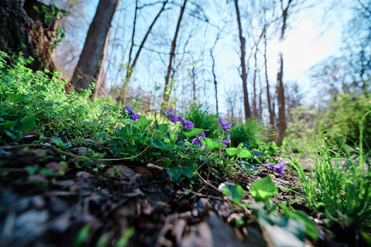 Pennsylvania has 17 million acres of private and state-owned woodlands. (Adobe Stock)