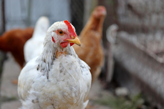 Pennsylvanians who suspect their poultry is infected with avian influenza can report concerns 24 hours a day, seven days a week to the Pennsylvania Bureau of Animal Health and DiagnosticServices at 717-772-2852, option 1. (Adobe Stock)