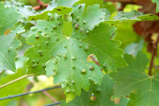 Galls can be the result of a number of different parasites, from bacteria and viruses to insects. (sheilaf2002/Adobe Stock)