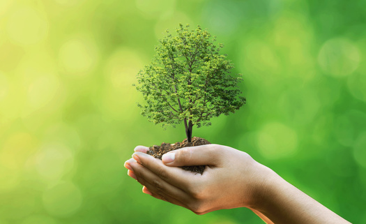 Denver's Globeville and Elyria-Swansea neighborhoods have just 5% tree canopy cover, when the ideal minimum canopy is 20%. (Adobe Stock)