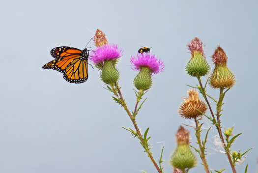 Pollinators are among the species in Colorado that contribute to a biodiverse ecosystem. (Bill/Adobe Stock)