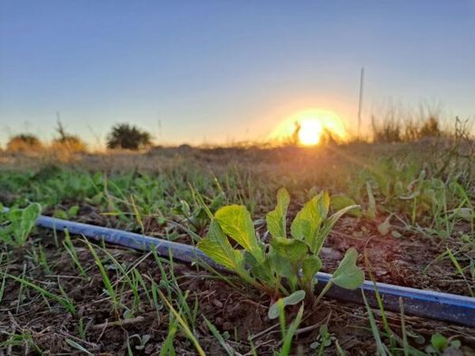 A storytelling project in the desert Southwest demonstrated the resiliency of local food production versus reliance on the industrial food system. (Courtesy Michelle Carreon)