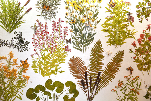 Dr. Sherwin Carlquist began his studies as a botanist in the 1950s by studying how plants end up on particular islands, and how they adapt to their new surroundings. (Adobe Stock)