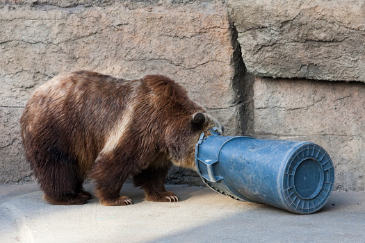 Jackson Hole Bear Solutions is developing a plan alongside the three waste-hauling businesses in Teton County to make bear-resistant trash cans accessible to as many residents as possible. (Adobe Stock)