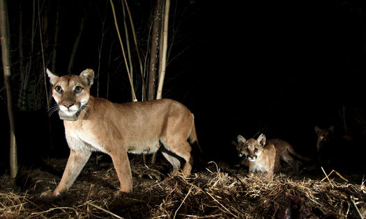 A mountain lion dubbed P-65 and her kittens have been traced crossing the 101 Freeway in Southern California, near the site of a new wildlife crossing that broke ground last week. (National Park Service)