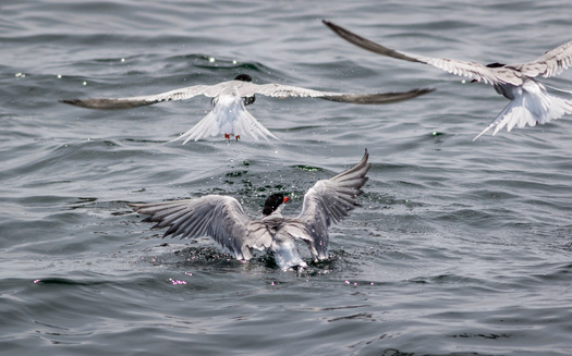 Arctic terns have one of the longest annual migration patterns of any species on the planet, traveling from the Arctic to the Antarctic circles and back, nearly 19,000 miles. (rabbitti/Adobe Stock)